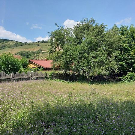 Ecologis Du Vignoble Villa Katzenthal Buitenkant foto