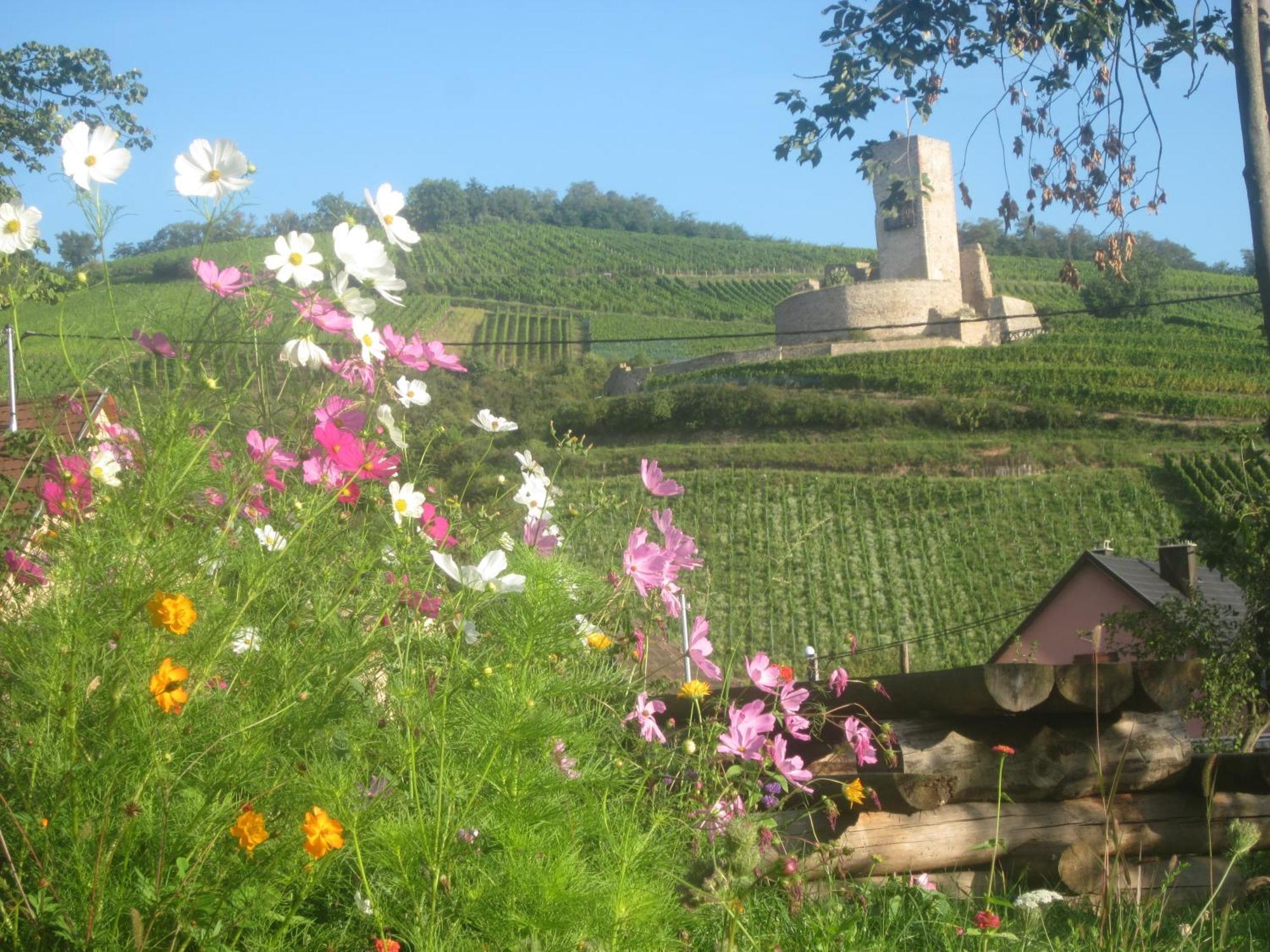 Ecologis Du Vignoble Villa Katzenthal Buitenkant foto